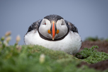 Atlantic puffin ( fratercula arctica) resting in the rain on Skomer island in Wales