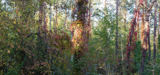 Tree trunks overgrown with ivy in autumn forest, panoramic view