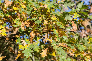 Branch of the white oak with autumn leaves in forest
