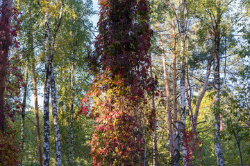 Maiden grapes creeping along high tree trunk in autumn forest