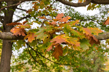 Branch of the red oak with autumn leaves in forest