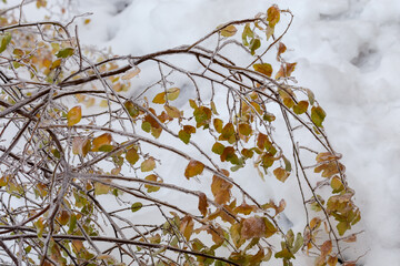 Glaze on branches of shrub after the freezing rain