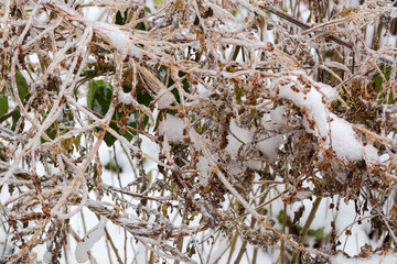 Glaze on stems of dry herbaceous plant after freezing rain