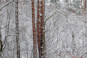 Pines trunks against other trees in forest during a snowfall