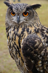 ベンガルワシミミズク