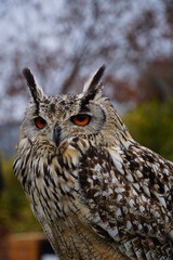 ベンガルワシミミズク