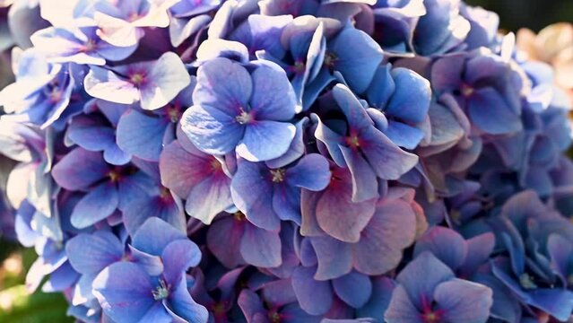 Blue hydrangea or Hortensia closeup blooming close up beautiful summer relaxing background