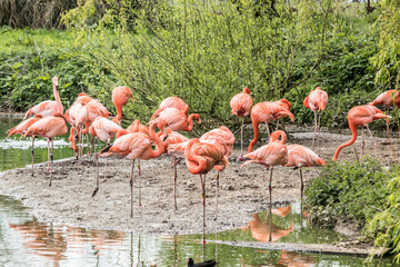 Flamingos standing in mud