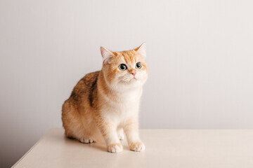 cat on the table