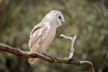the barn owl is perched on a branch