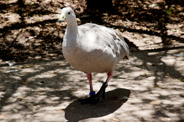 the cape barren goose is walking on the path looking for food