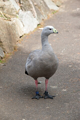 the cape barren goose is a grey water bird with a yellow beak and white forehead