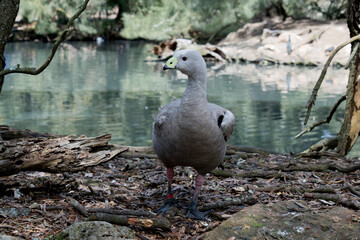 the cape barren goose is walking out of the water