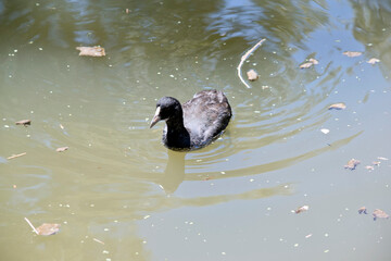 the young Eurasian coot is only just starting to get his white mantle