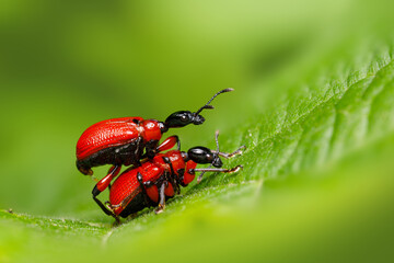 Zwei Blattroller (Käfer) bei der Paarung
