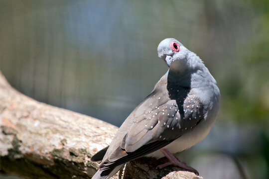 the diamond dove is perched on a tree branch