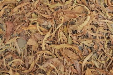Leaf leaves texture background