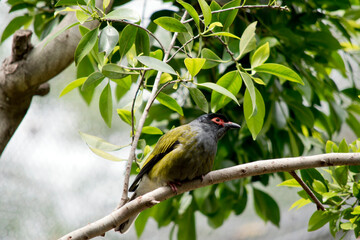 the male figbird is resting in the tree