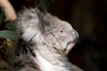 this is a close up of a koala