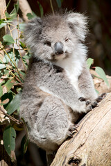  the koala is climbing up a eucalyptus tree
