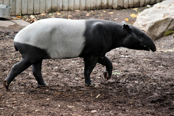 the malaysian tapir has a black head and shoulders with a white body and black legs