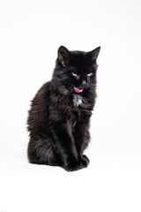Fototapeta premium Black color cat, white background. 