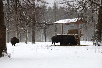 Several bisons near a feed trough.