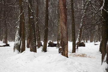 A herd of wisents lies in the winter forest