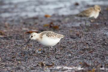 	
Sanderling im Herbst an der Ostsee	

