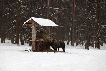 Two wisents near a feed trough.