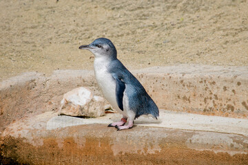 the fairy penguin is a black and white seabird that cannot fly