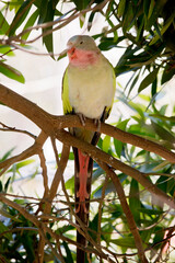 the princess parrot is perched in a tree