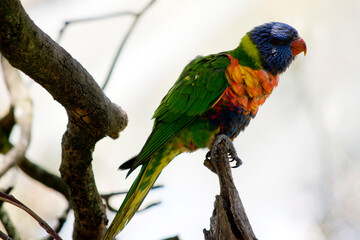 this is a side view of a rainbow lorikeet resting on a dead tree