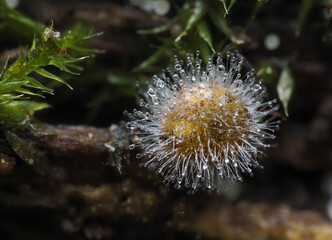 Kugelspringer mit Pilzbefall (Conidiobolus coronatus)