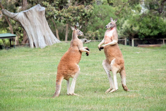 thing each other upe two kangaroos have just parted and are siz
