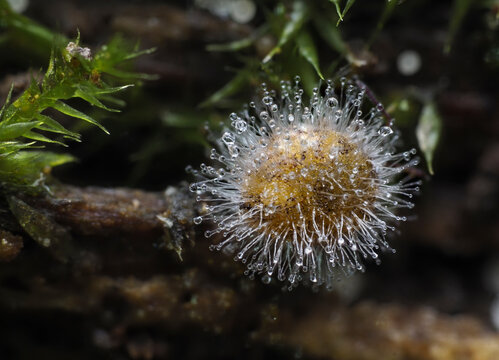 Kugelspringer mit Pilzbefall (Conidiobolus coronatus)