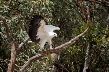 A distinctive bird, the adult white-bellied sea eagle has a white head, breast, under-wing coverts and tail. The upper parts are grey and the black under-wing ...