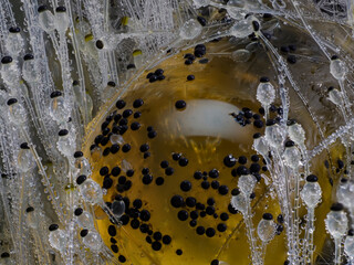 Pillenwerfer (Pilobolus kleinii)