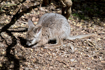 the joey wallaby is exploring his surroundings