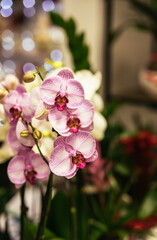 Fototapeta na wymiar Pink Phalaenopsis Orchid flower in flower shop.