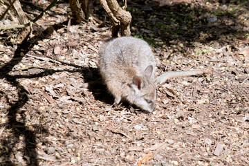 the joey wallaby is exploring his surroundings