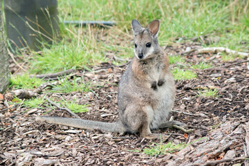 the tammar wallaby is standing looking for danger
