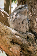 the tawny frogmouth hides in plain sight looking like part of the tree