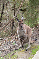 the westen grey kangaroo is mainly brown with a white chest and long tail with a black tip