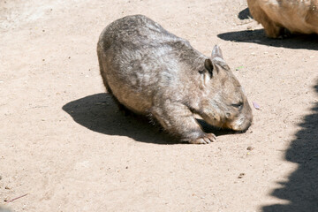 the hairy nosed wombat is a marsupial that lives underground