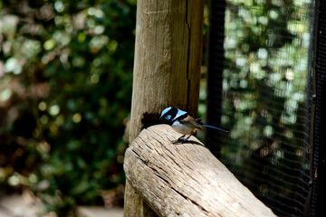 this is a side view of a splended fairy wren on a fence