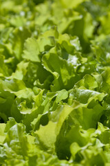 organic lettuce in the garden