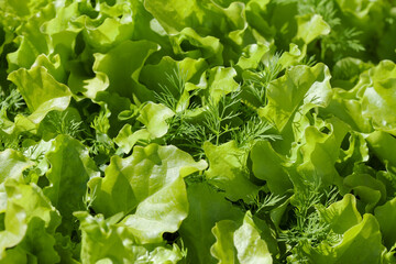 organic lettuce in the garden