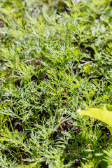 organic dill in the garden