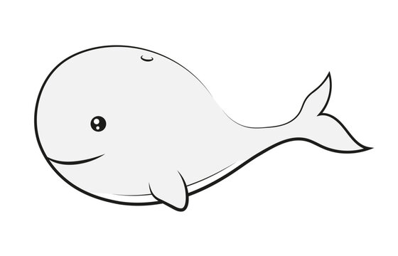 Gray whale illustration
